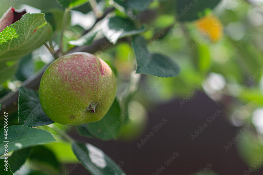 Clouseup green ripe apple hanging on a tree branch with a blurred background Clouseup green ripe apple hanging on a tree branch with a blurred background
