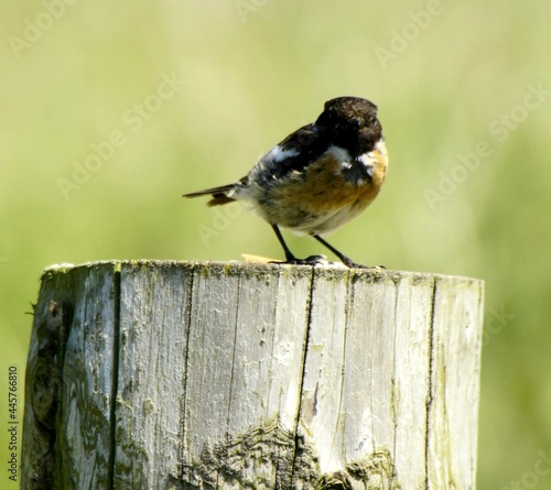 bird on a fence