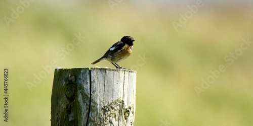 bird on a fence