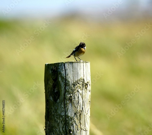 sparrow on a fence