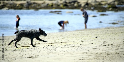 dog running in the sand