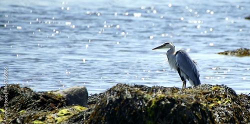 blue heron © Cliffysphotos.com