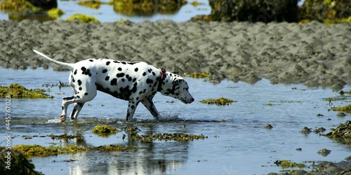 dog in water