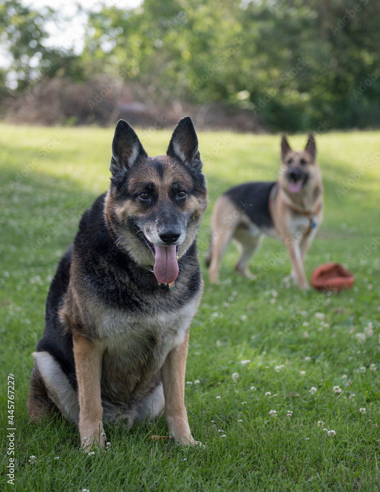 pair of German Shepherd dogs pair of German Shepherd dogs