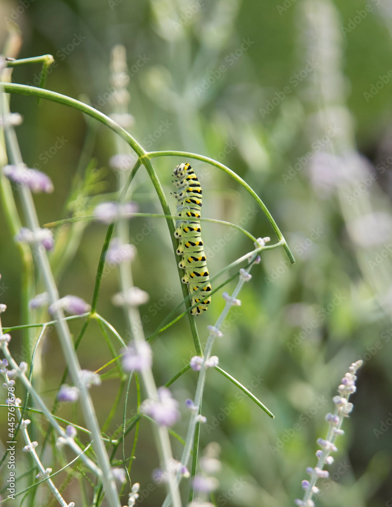caterpillar on a branch of dill