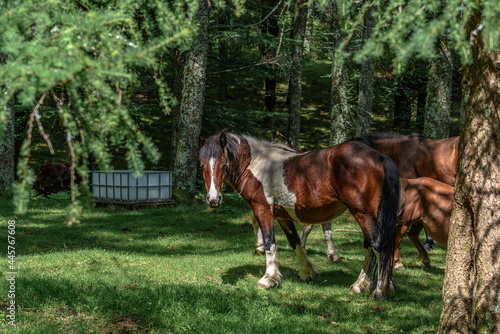 photo of a profile of a horse among the trees of the forest, in the shadows. The horse is brown with white spots and black mane, white feet like socks. He is looking directly at the camera