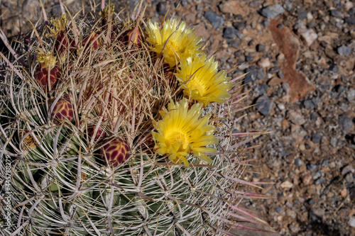 Yellow Barrel Cactus Flowers
