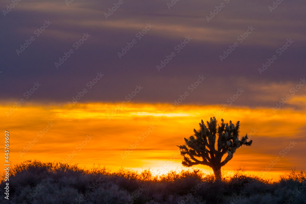 El Mirage Joshua Tree Sunset, California Mountains Snow & Desert
