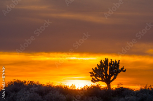 El Mirage Joshua Tree Sunset, California Mountains Snow & Desert 