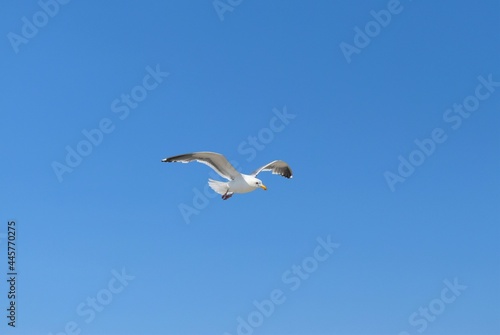 seagull on sky