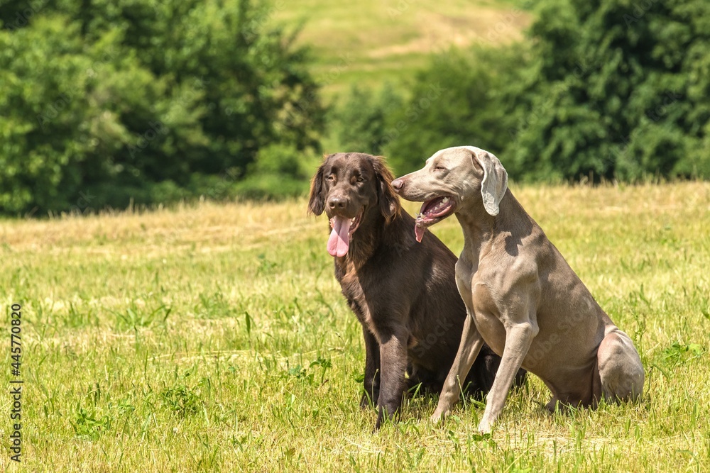 Brown Flat coated retriever puppy and Weimarane on a summer meadow. Agricultural landscape in the Czech Republic. Hot day on the pasture. Brown Flat coated retriever puppy and Weimarane on a summer meadow. Agricultural landscape in the Czech Republic. Hot day on the pasture.