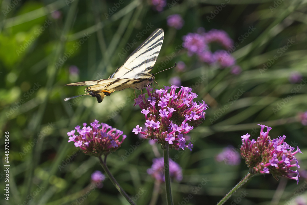 Papilio rutulus, the western tiger swallowtail. Swallowtail butterfly of the Papilionidae family. Butterfly feasting on a purple blossom of milkweeds. Papilio rutulus, the western tiger swallowtail. Swallowtail butterfly of the Papilionidae family. Butterfly feasting on a purple blossom of milkweeds.