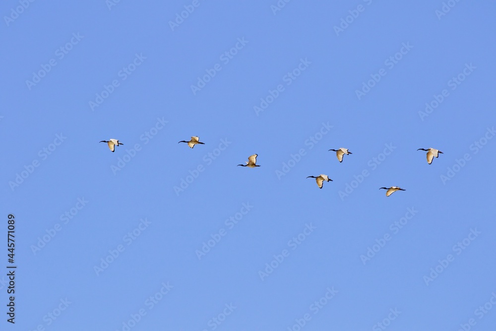 Vogelschwarm gegen blauen Himmel Vogelschwarm gegen blauen Himmel