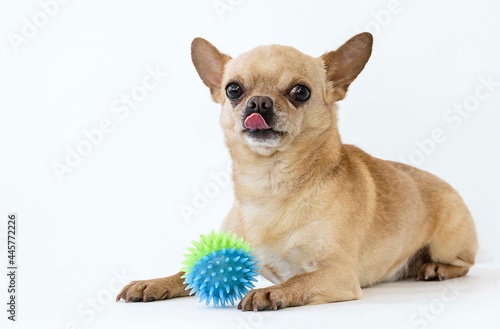 Chihuahua with a ball on a white background