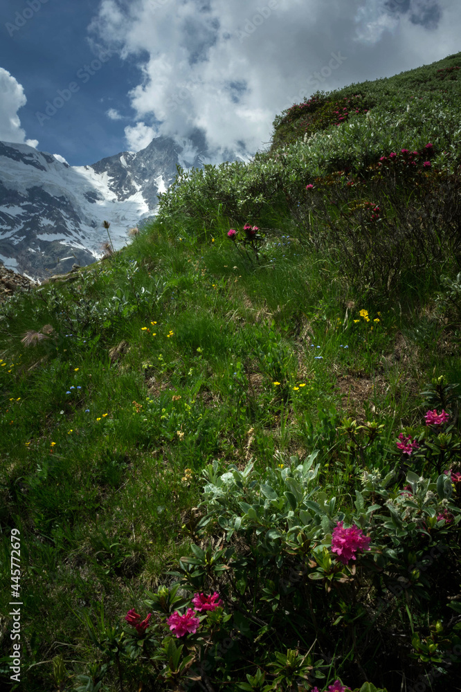 Fototapeta premium monte rosa