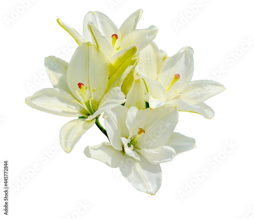 Beautiful white lilies on white background isolated. Elegant white lily flowers close up
