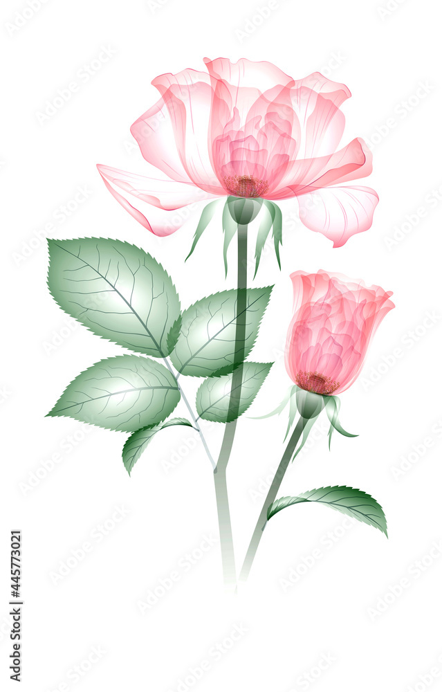 x-ray of flowers. Transparent roses of soft pink color, on a white background. Botanical drawing flower structure. Delicate petals, pistils, stamens. For wedding, stationery, card print