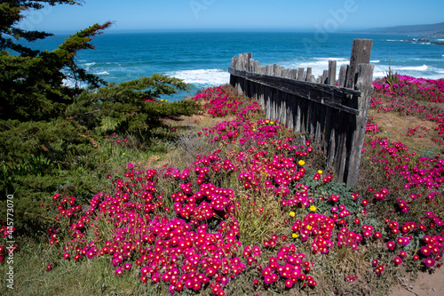 Views of the Pacific Coast at Sea Ranch, CA © CanyonOaksMedia