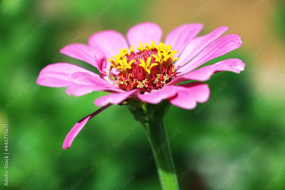 Fototapeta premium pink cosmos flower