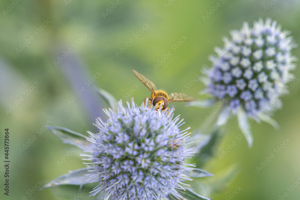 Close-up of a hoverfly on a garden flower Close-up of a hoverfly on a garden flower