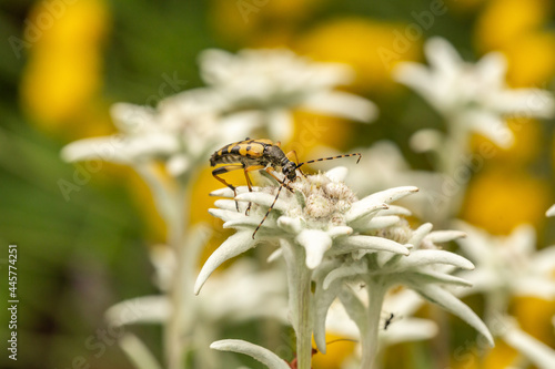 Close-up of a spotted longhorn beetle, Rutpela maculata on an edelweiss flower photo