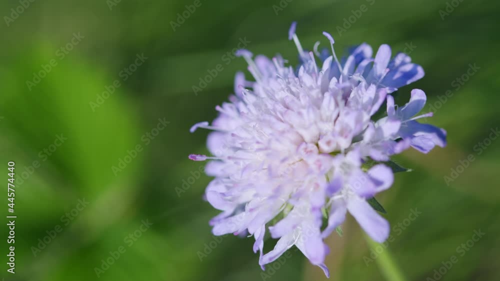Purple flower. Scabious flower, slightlying in the wind. Macro shot. Purple flower. Scabious flower, slightlying in the wind. Macro shot.