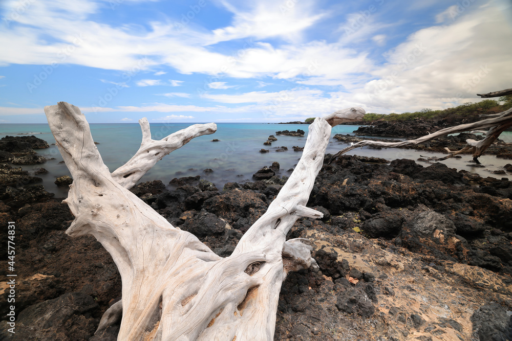 Hawaii Island, Beach 67 Driftwood and Sea 