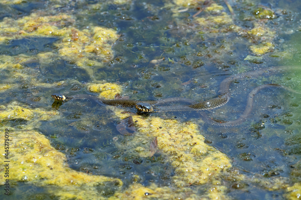 Two grass snakes (Natrix natrix) swim in a pond covered with vegetation. Place for text.