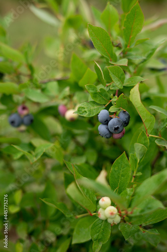  Blueberry bush, ripe berries