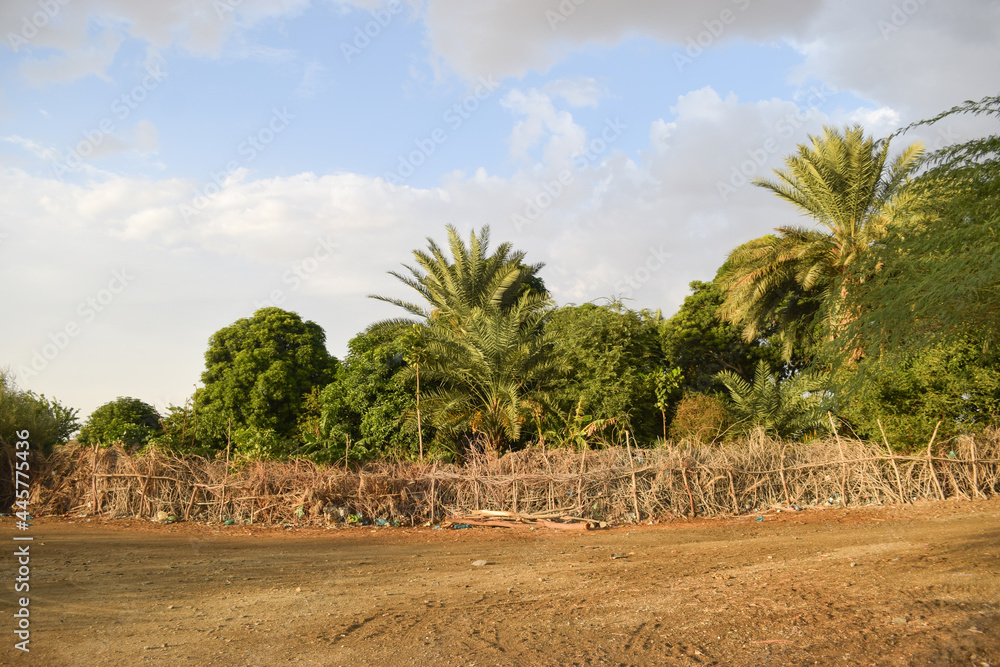 Palm Dates Tree Fruit Garden Landscape, Natural tropical food summer season nutrition Palm Dates Tree Fruit Garden Landscape, Natural tropical food summer season nutrition