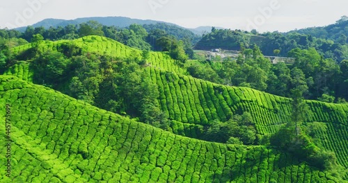 Wallpaper Mural BOH Tea Plantation With Morning Light In The Cameron Highlands, Malaysia Torontodigital.ca