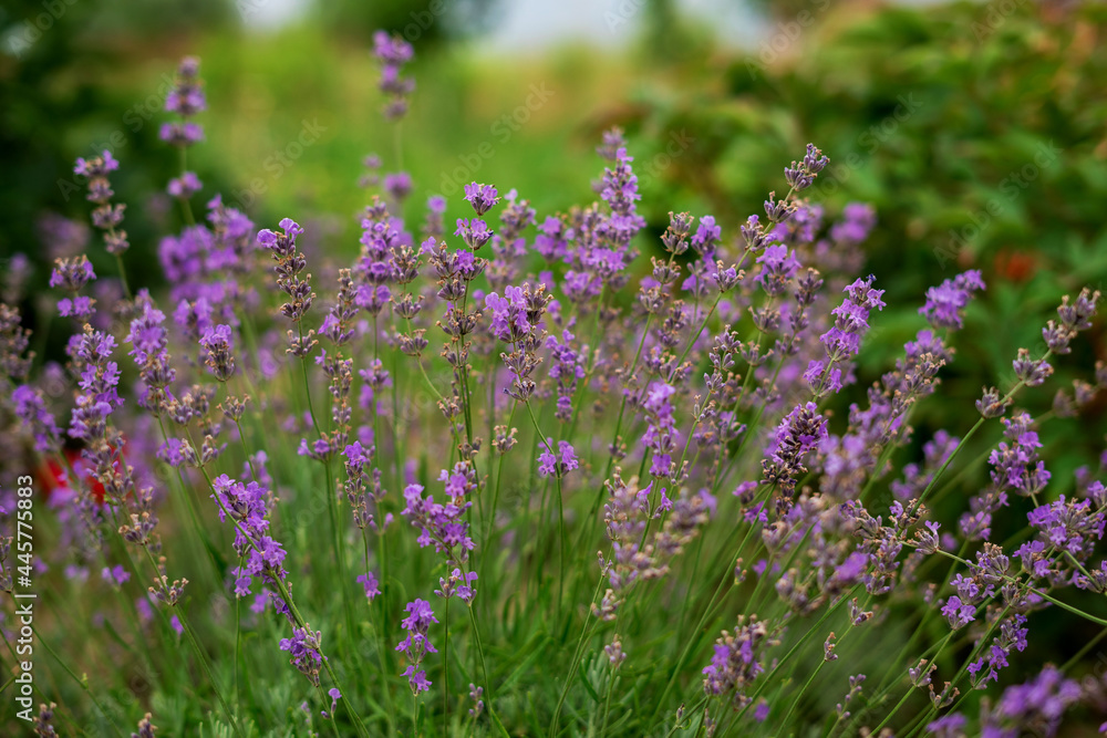 Lavender bush in the field
Lavender bush in the field