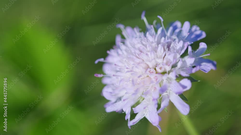 Purple flower. Scabious flower, slightlying in the wind. Macro shot. Purple flower. Scabious flower, slightlying in the wind. Macro shot.