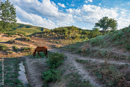 horse in the mountains