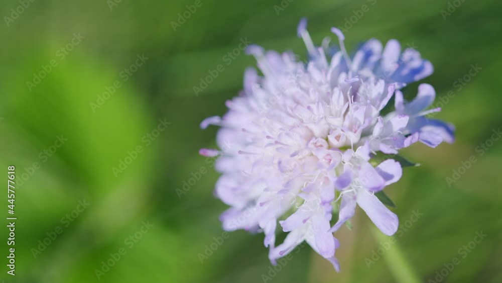 Purple flower. Knautia arvensis. Bright sunny day. Close up. Purple flower. Knautia arvensis. Bright sunny day. Close up.