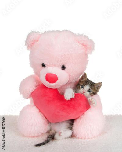 Adorable grey and white polydactyl kitten hugging a stuffed heart held by a pink teddy bear looking directly at viewer. Isolated on white.