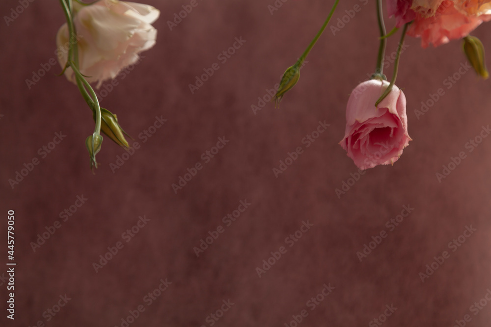 Pink and cream eustoma flowers on faded pink background