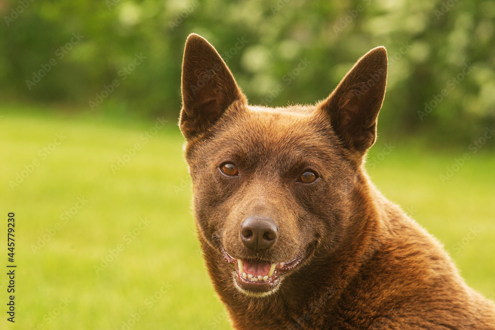 Naklejka premium Australian Kelpie nice male head portrait