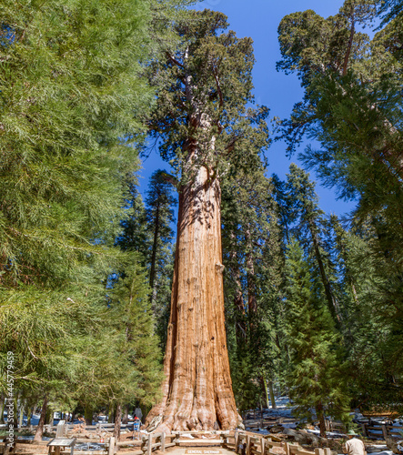 General Sherman Monarch Sequoia Tree, Worlds Largest, in Sequoia National Park, California  photo