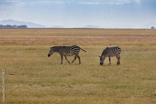 Two Baby Zebras in  a Grassy Field  Amboseli National Park  Kenya  Africa