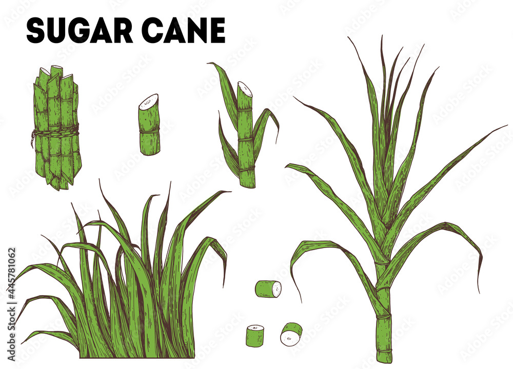 Sugar cane tree hand drawn . Sugarcane plant vector illustration ...