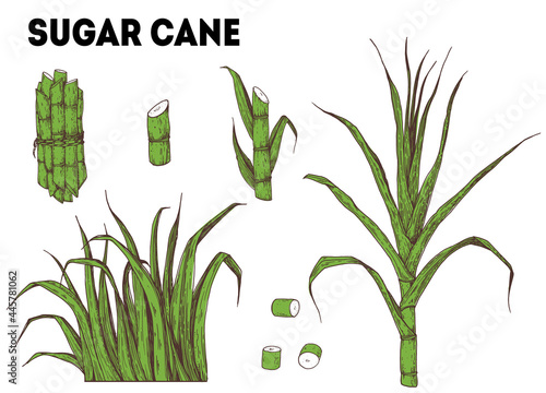 Sugar cane tree hand drawn . Sugarcane plant vector illustration. Vintage design template. Can used for package design.