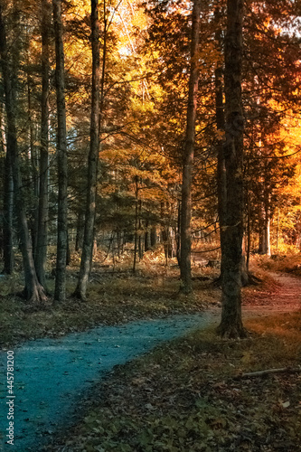 Autumn Forest Trail