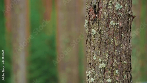 Close-up of beautiful texture of old tree trunk on blurry green forest background. Warm sun illuminates tree trunk. The focus moves.