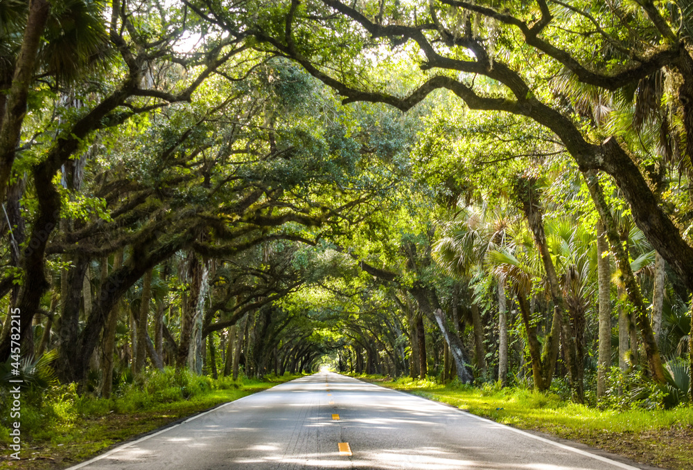 Oak Tunnel