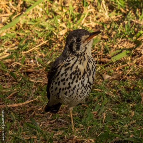 bird on the grass