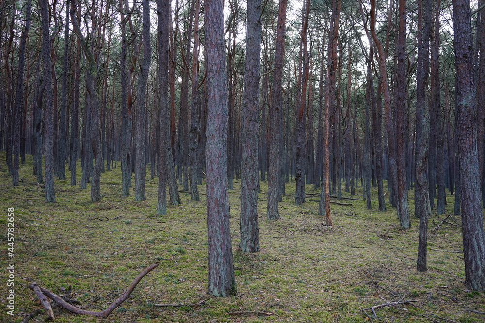 Fototapeta premium las