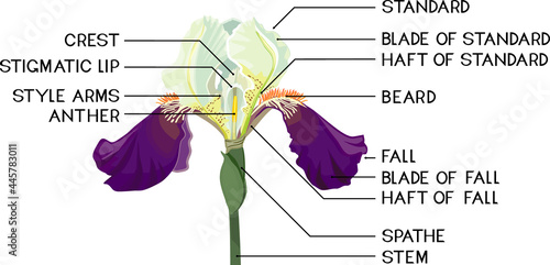Parts of iris flower isolated on white background