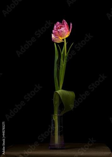 Fototapeta Naklejka Na Ścianę i Meble -  Tulip on a dark background
