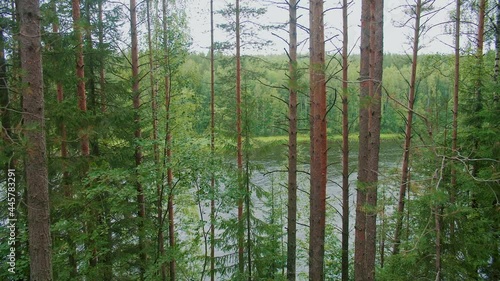 Beautiful textured old forest on the slope, against the background of the river. Dense pine forest.